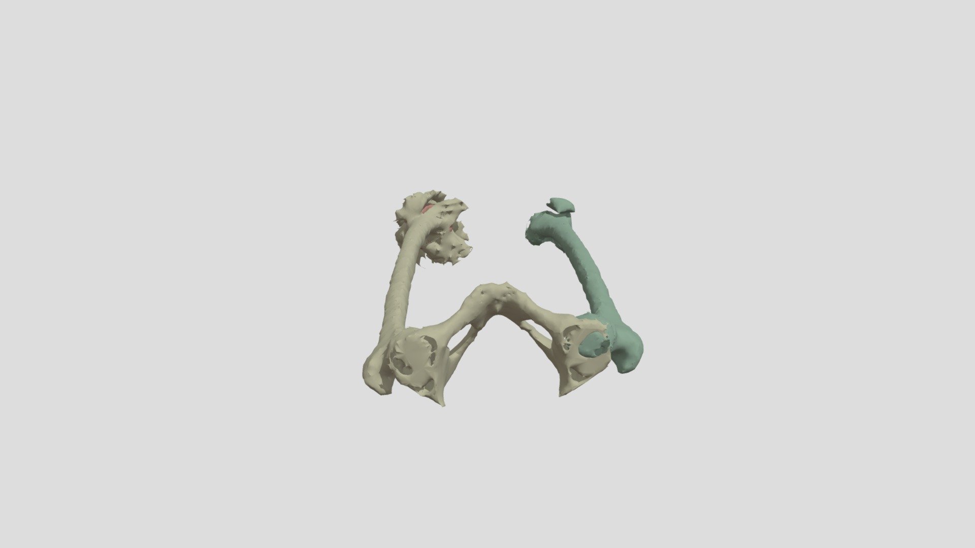 Femur Seg!
