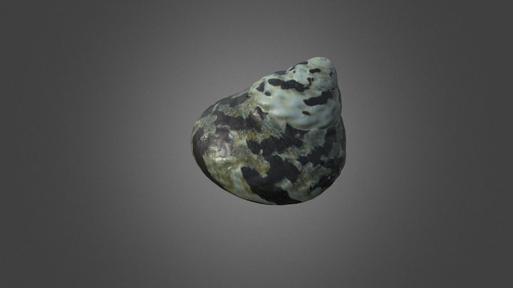 Shell - 1st scan 3D Model
