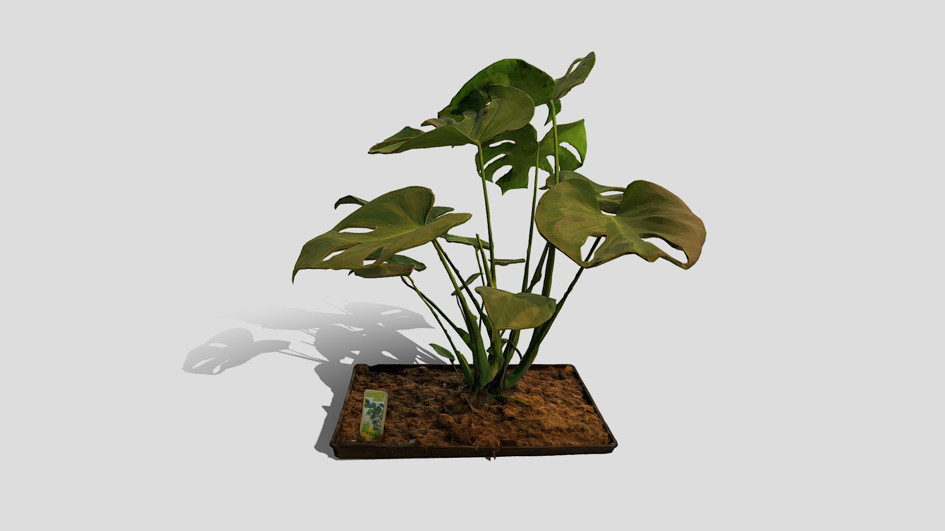 3D model Plant 8 - This is a 3D model of the Plant 8. The 3D model is about a plant in a pot.