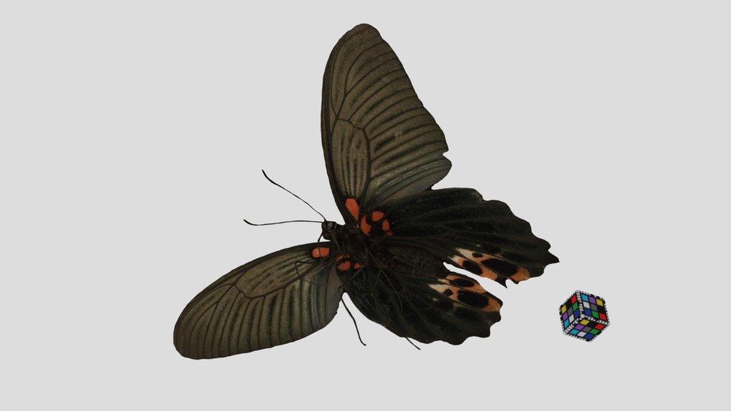 CC0 ナガサキアゲハ 🦋 ♀ Great Mormon, Papilio memnon
