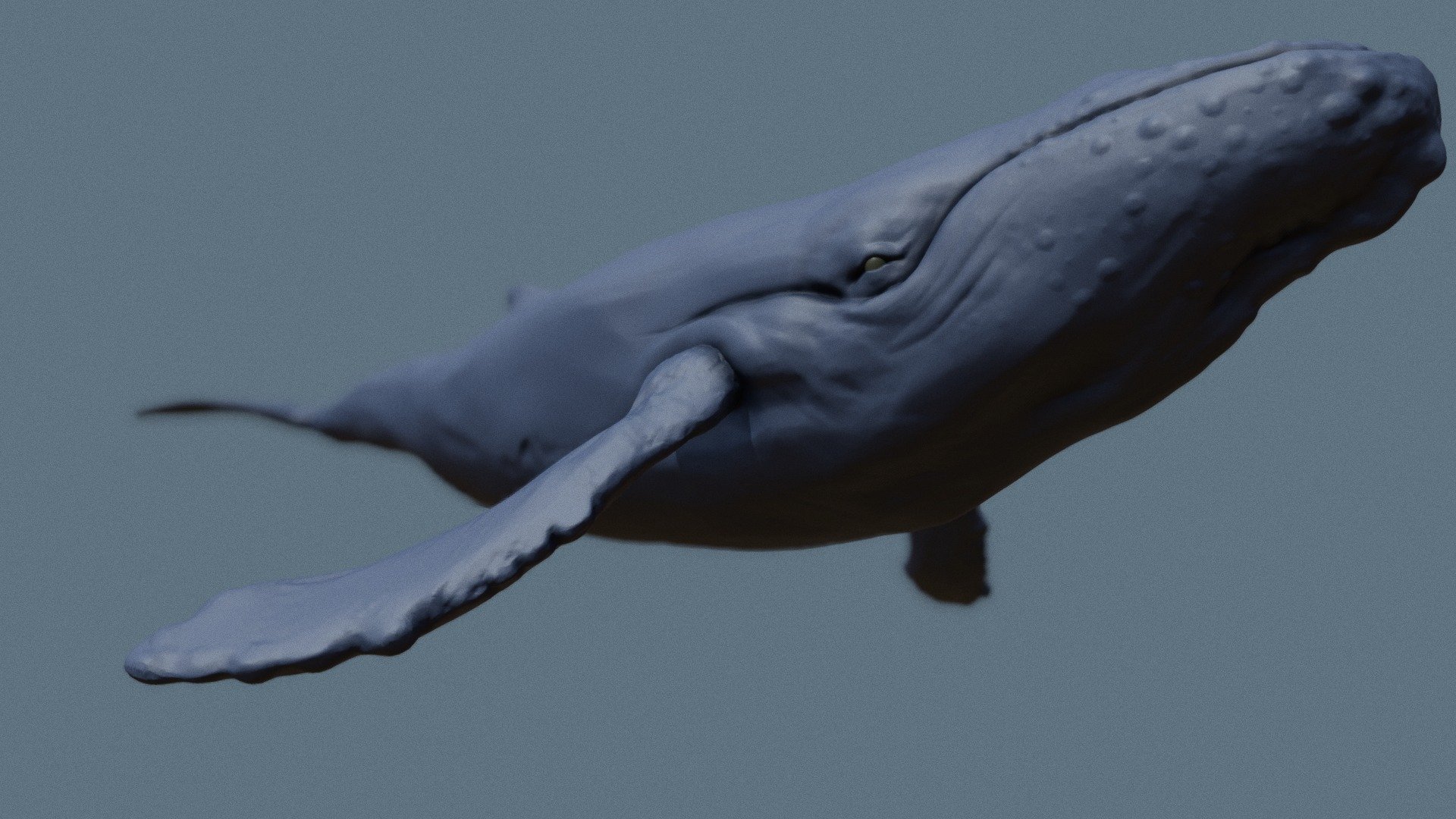 Humpback Whale - Buy Royalty Free 3D model by Tom Johnson (@Brigyon ...