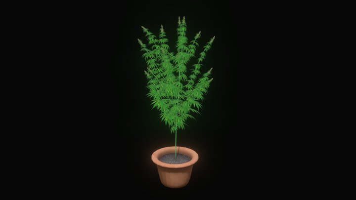 Flowering cannabis plant in a pot 3D Model