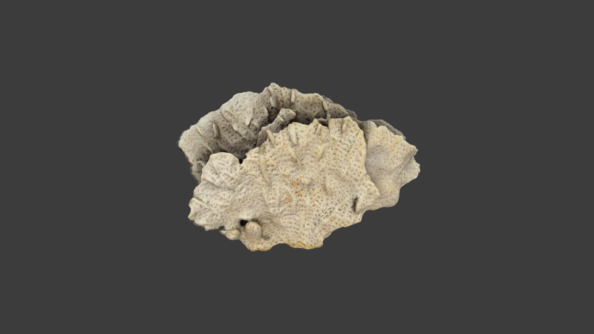 Pavonia decussata