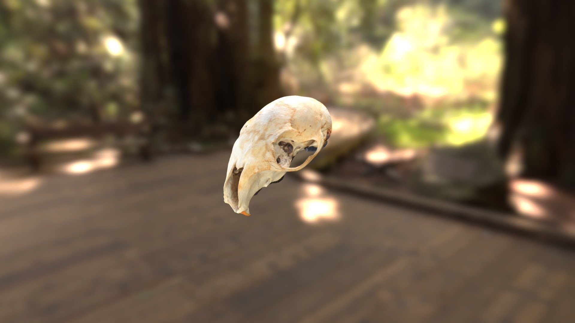 Photogrammetry Shoot- Squirrel Skull