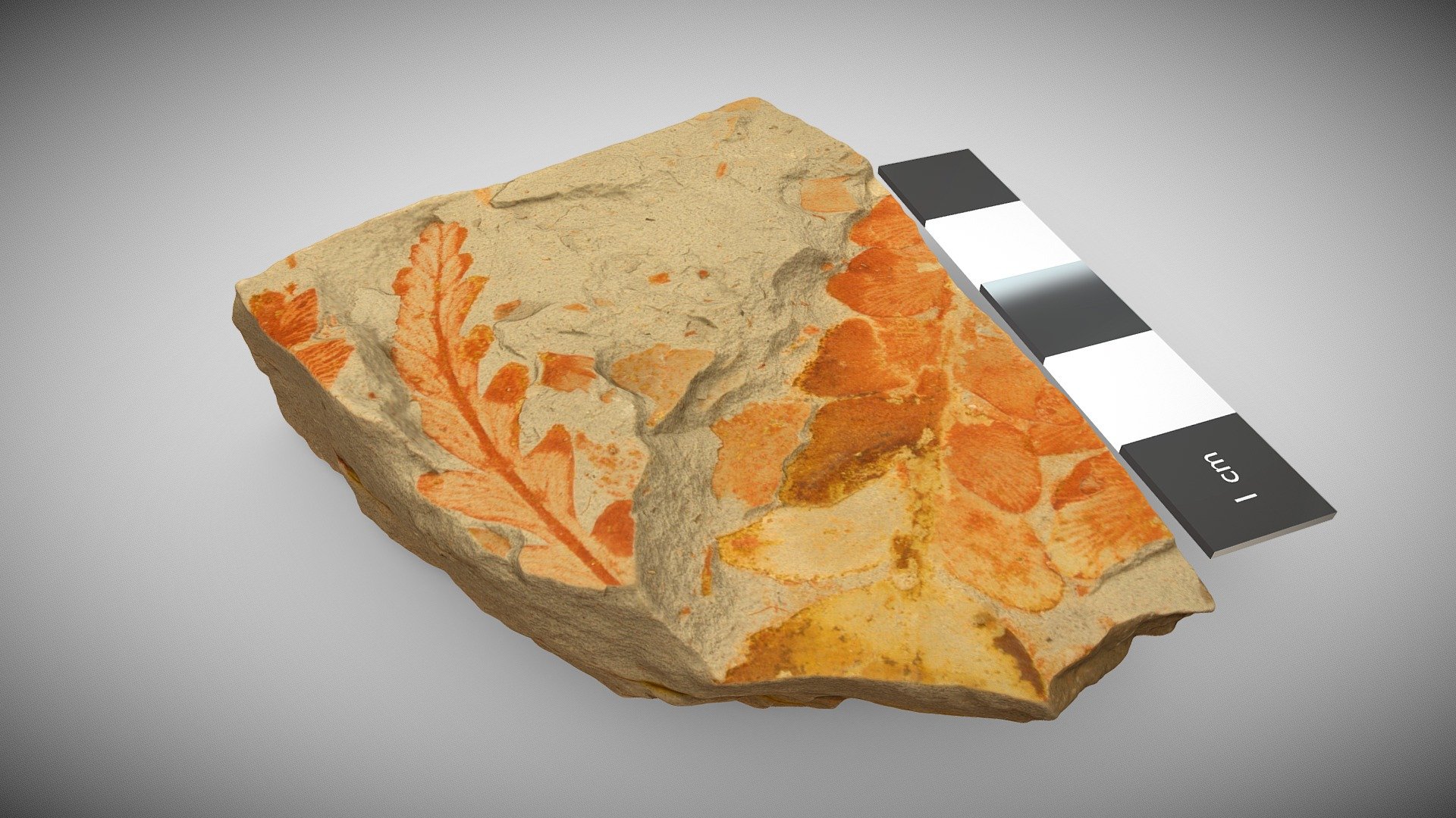 Triassic fossil plants 3D model by UQ School of Earth and