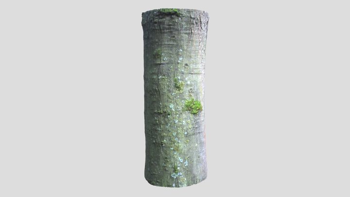 Bark of a Red Oak 3D Model