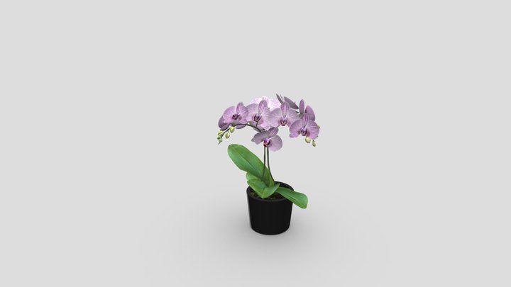 Orchild 3D Model