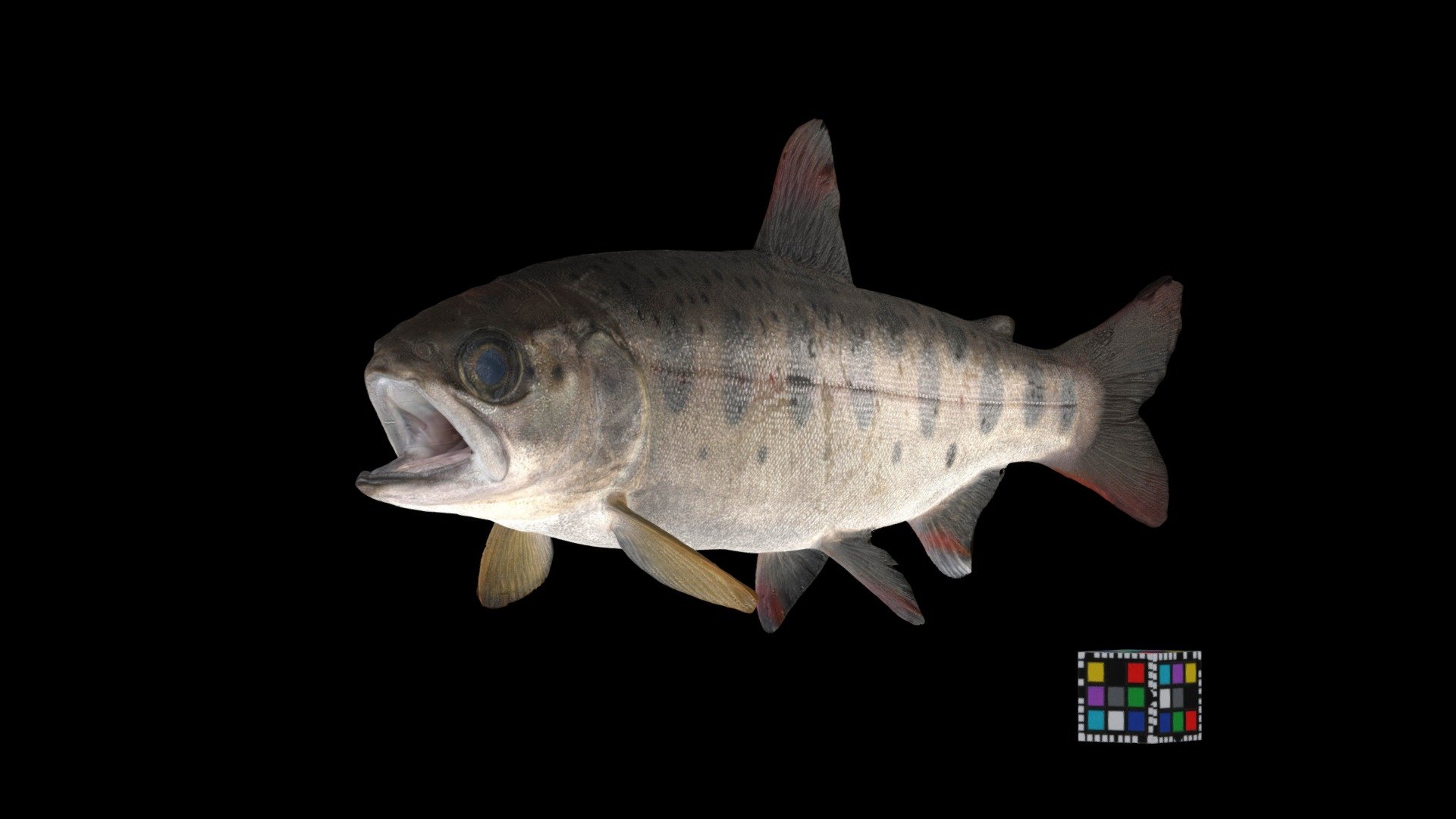 ヤマメ Masu Salmon, Oncorhynchus masou masou
