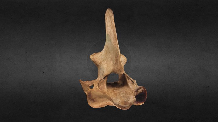 Tapir axis 3D Model