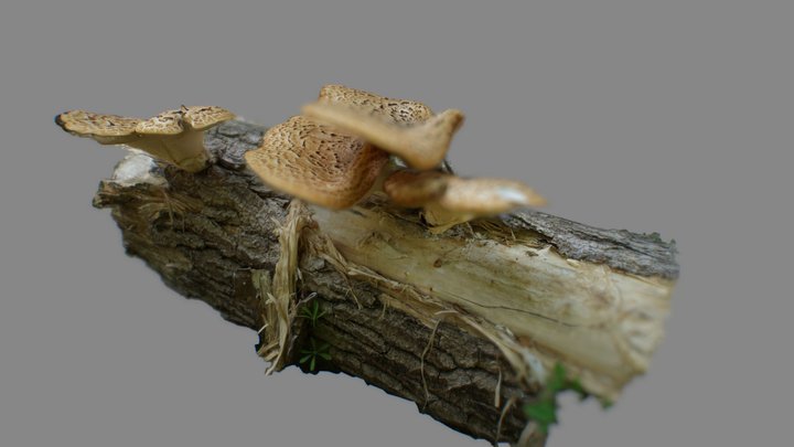 Woodland  Fungus 3D Model