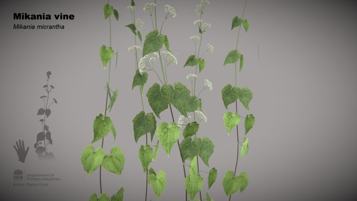 Mikania vine (Mikania micrantha) 3D Model