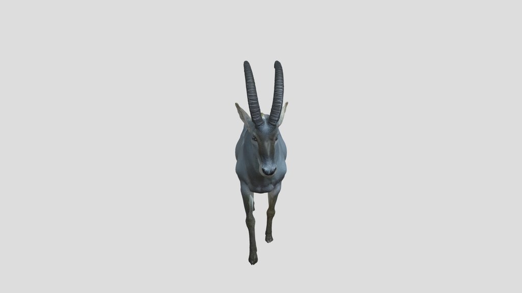 Bluebuck antelope