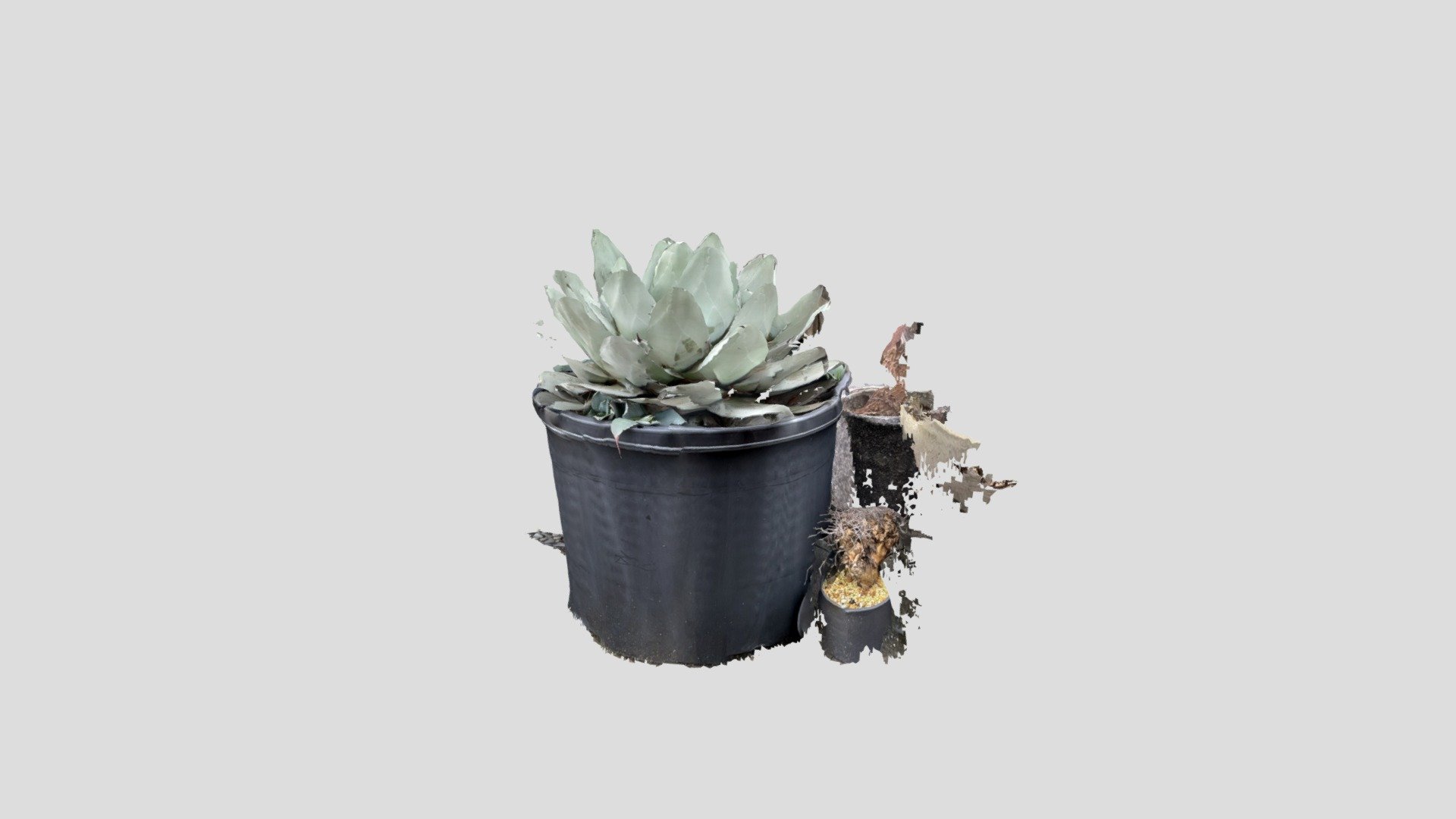 Agave
