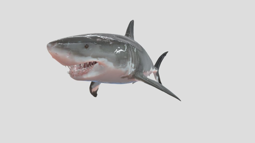 White Shark from Depth