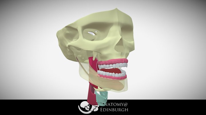 Model 1 - Oropharynx Muscles And Attachments 3D Model