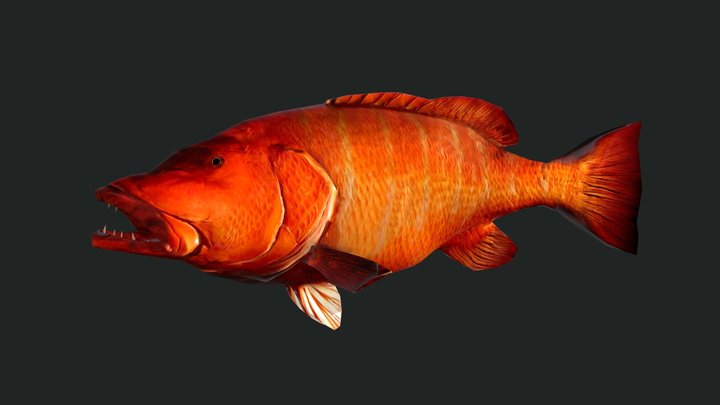Snapperfish 3D models - Sketchfab