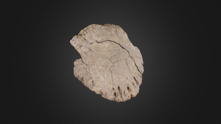 Vertebrate: Hadrosaur toe bone (PRI 42981) – Free 3D Model STL