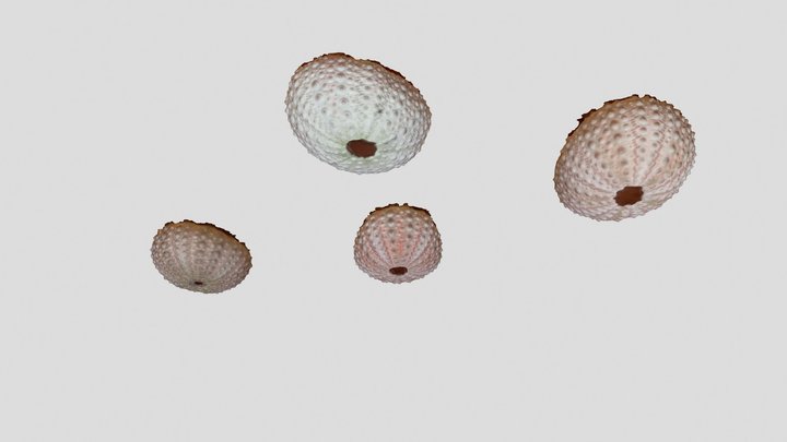 Pink sea urchin shell 3D Model