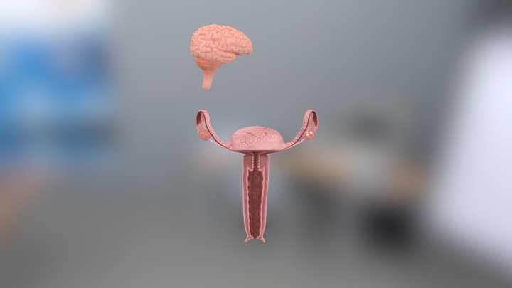 2_ Fase Folikuler (Pra-Ovulasi) 3D Model