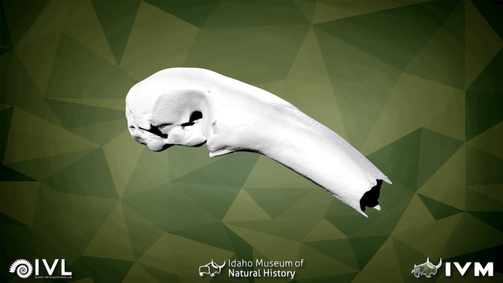 IMNH R-997 Collared Anteater Cranium — Sketchfab embed 3D viewer