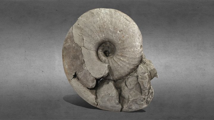 Ammonite optimizado 3D Model