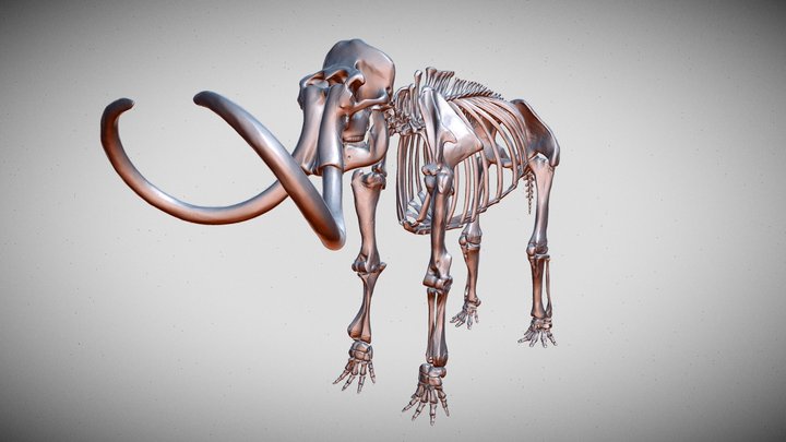Mammuthus primigenius | wolly mammoth skeleton 3D Model