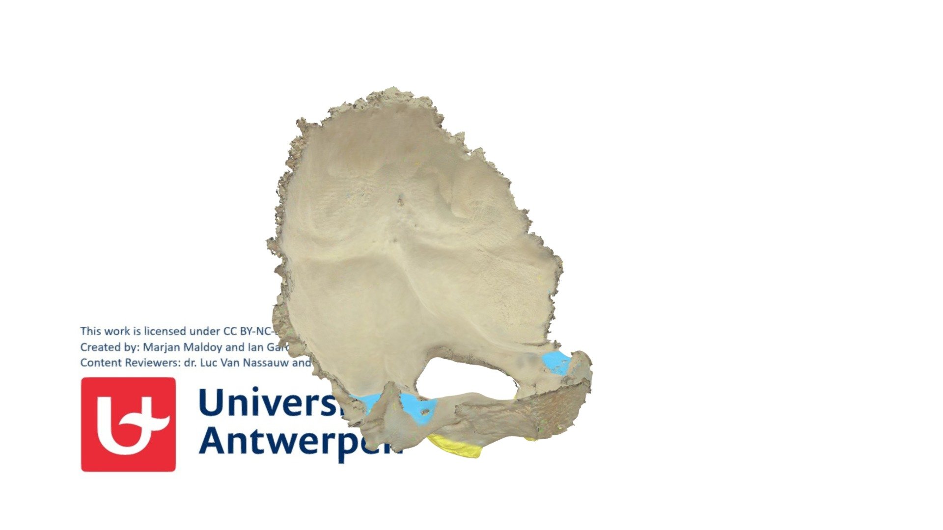 Os Occipitale Partes Laterales 3D Model By Universiteit Antwerpen 