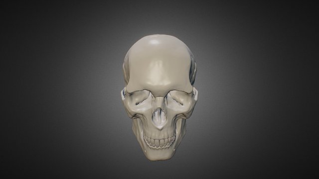 Anatomy Studies - Skull 3D Model
