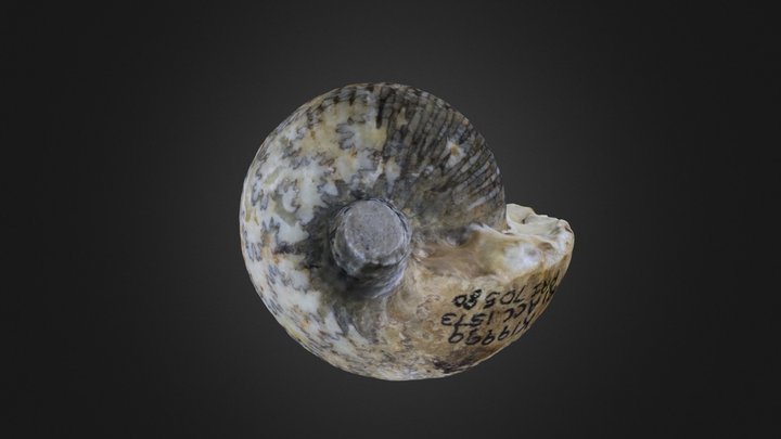 Cephalopod: Cadoceras sublaevae (PRI 70580) – Gratis 3D-model STL