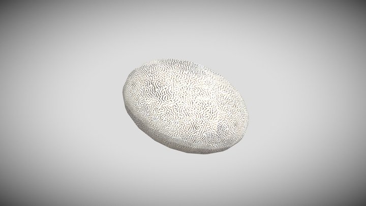 Coral brain 3D Model