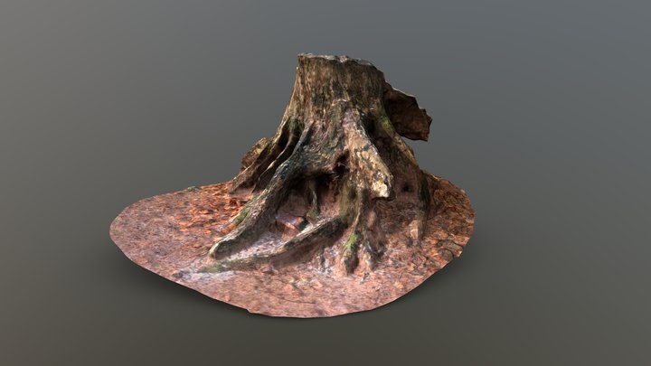 Trunk of a tree 3D Model
