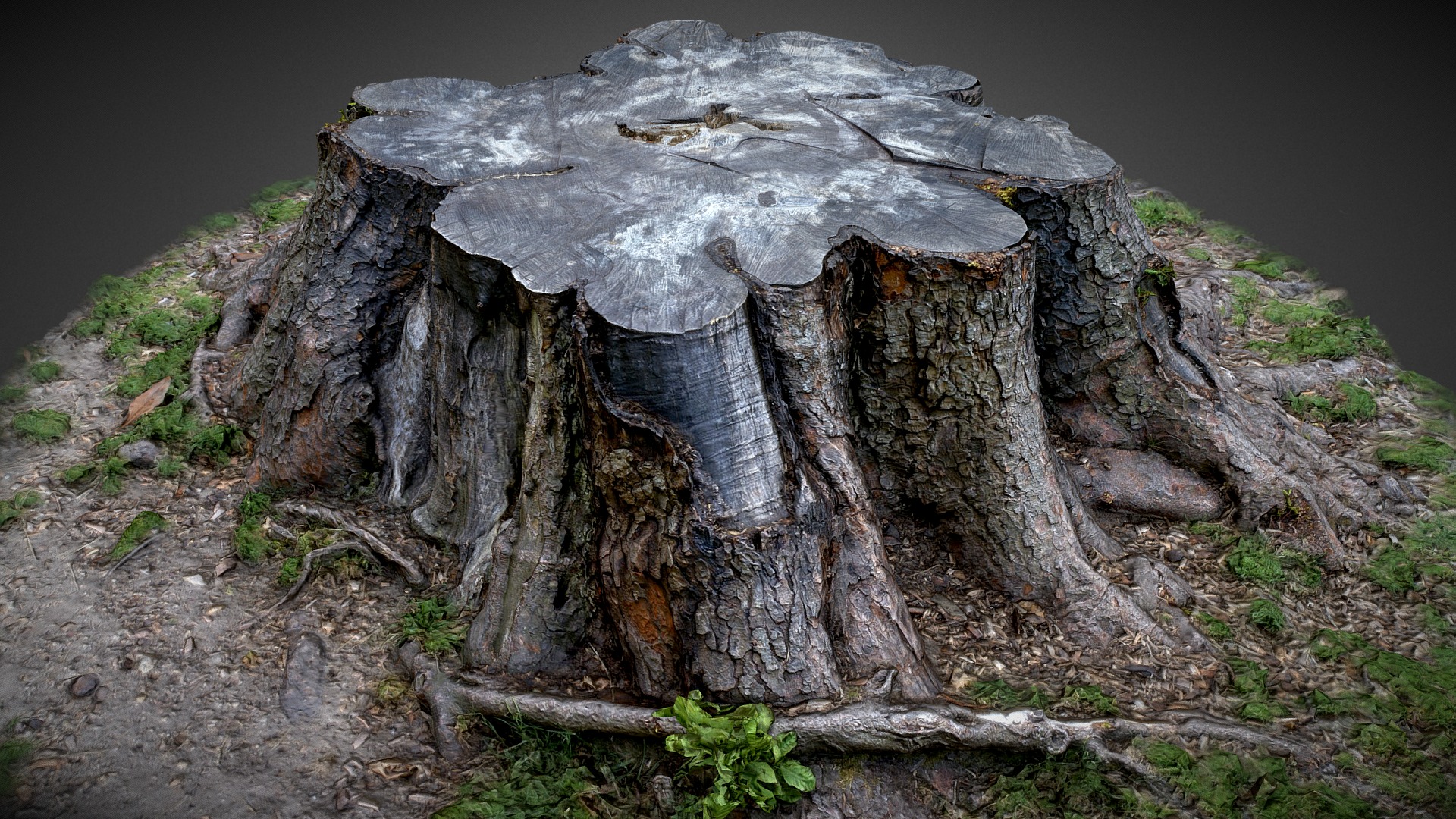 3D model Tree Trunk - This is a 3D model of the Tree Trunk. The 3D model is about a tree stump with a hole in it.