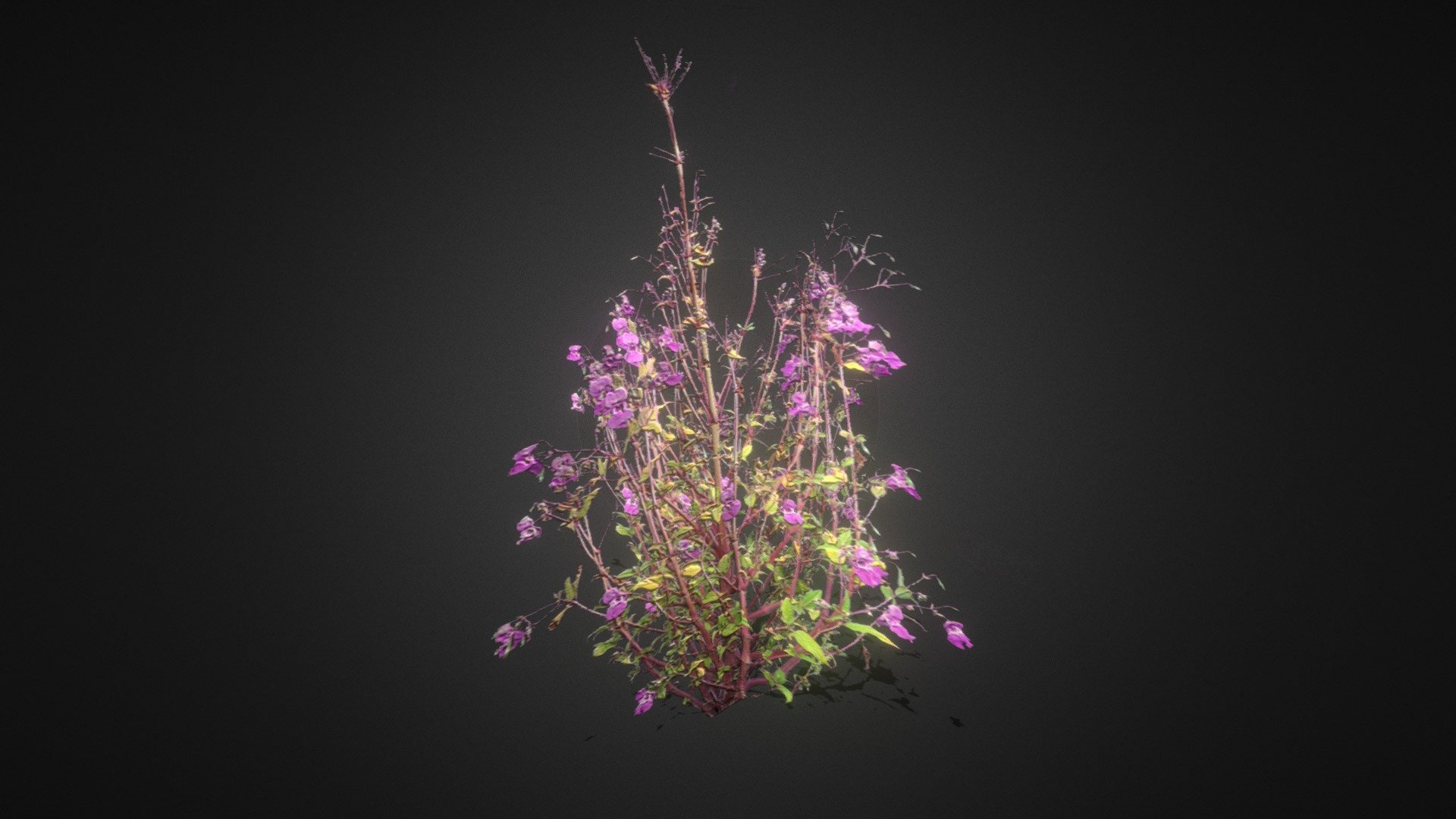 Shrub — Sketchfab embed 3D viewer