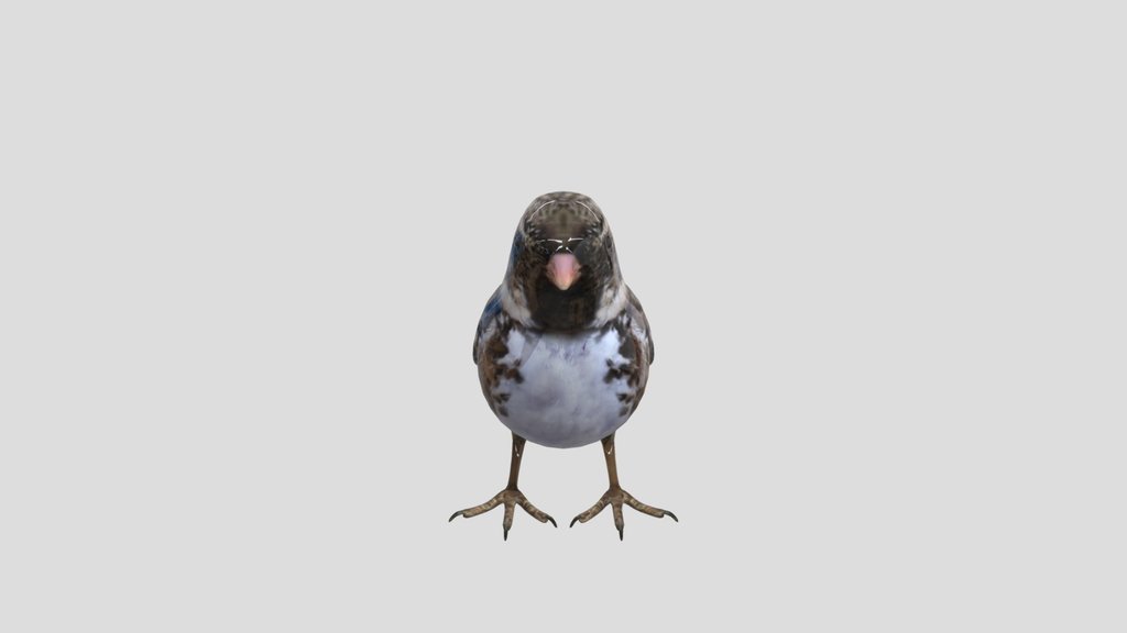 Sparrow