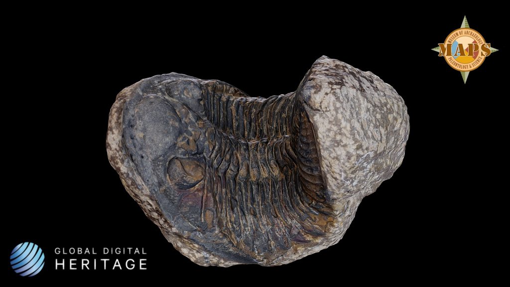 Trilobite fossil
