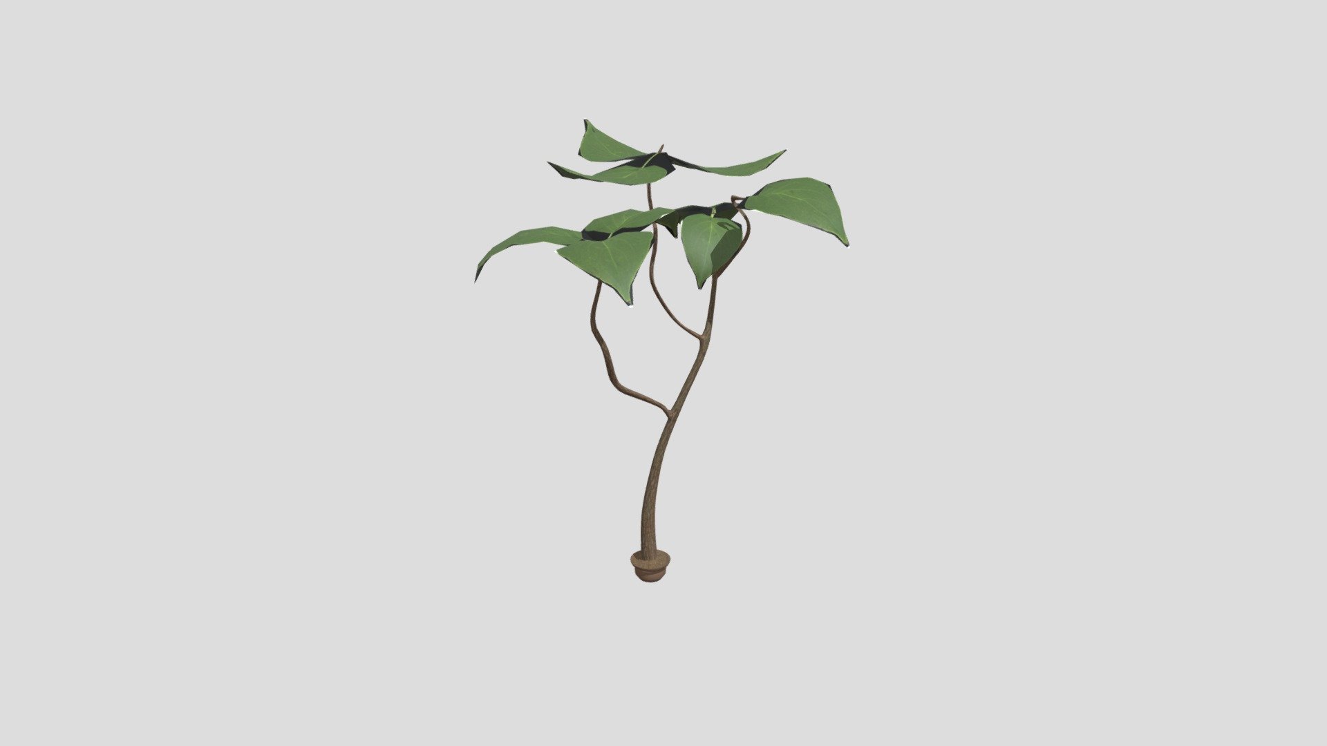 Wk8 Plant