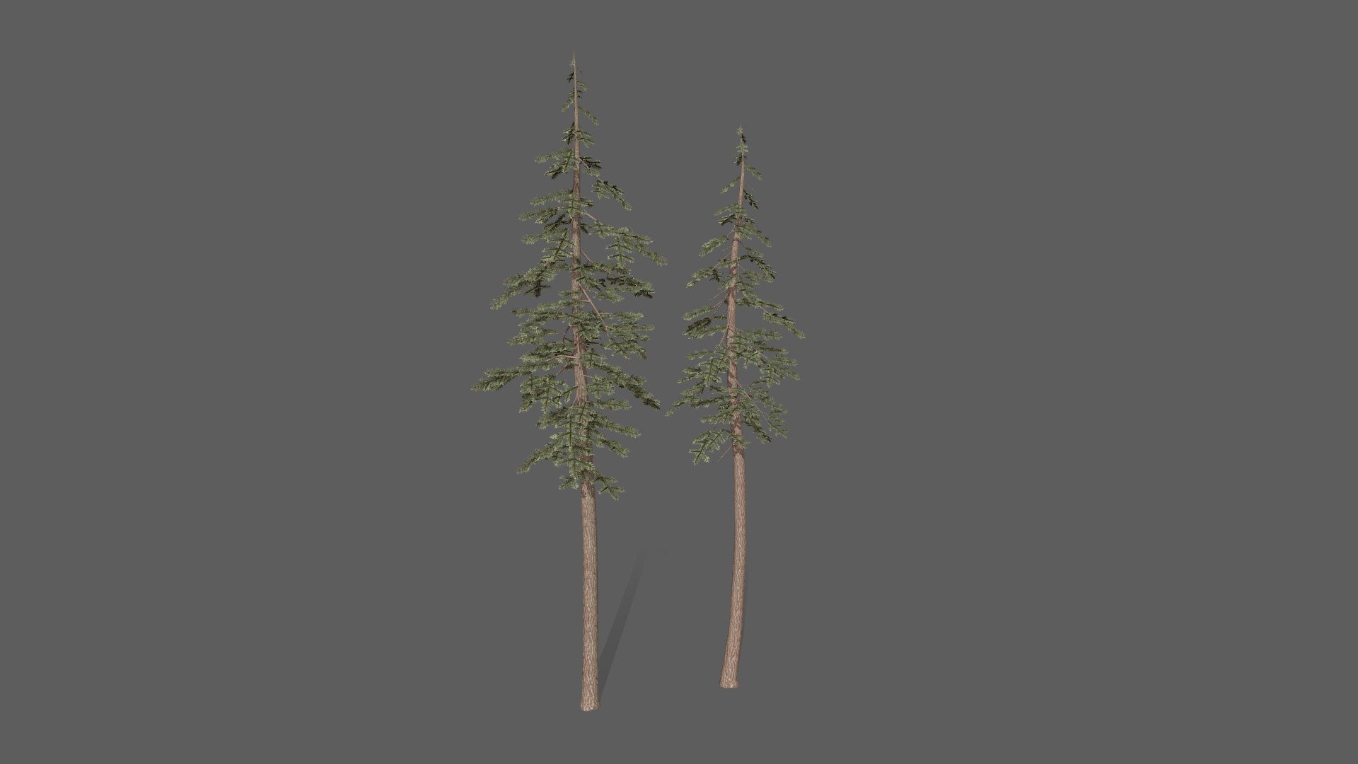 Fir Trees