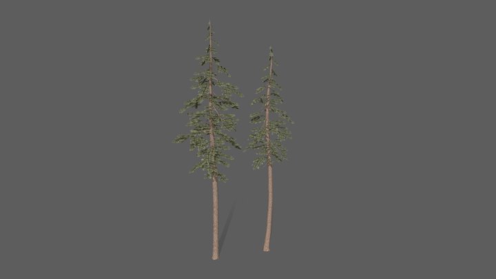Fir Trees 3D Model