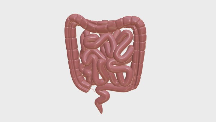 Anatomy - Human intestine 3D Model