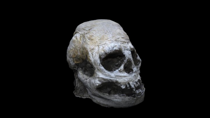 Skull sculpture two 3D Model