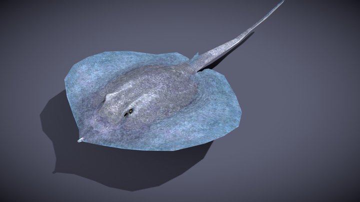 Sealife - Stingray 3D Model