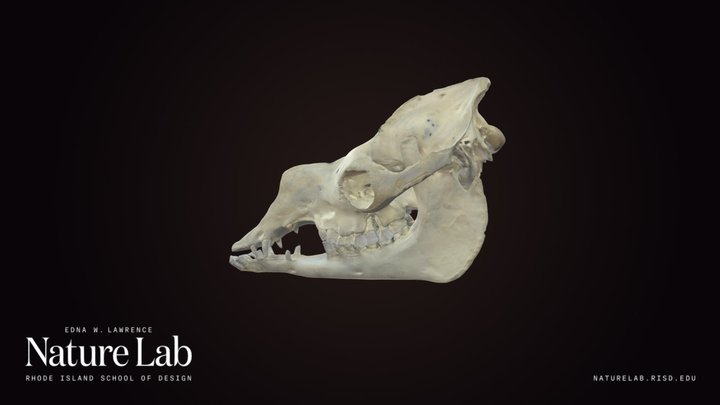 Camel Skull – Kostenloses 3D-Modell STL