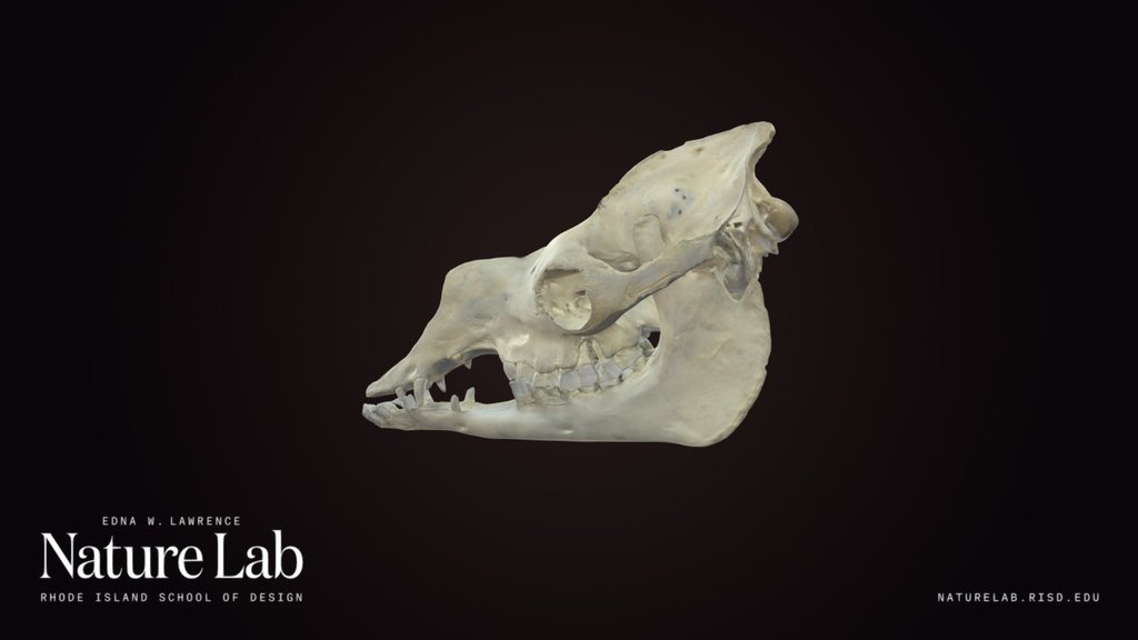 Camel Skull