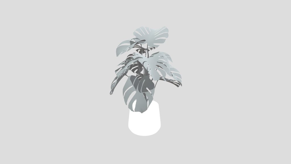 Monestera Plant Tall Potted