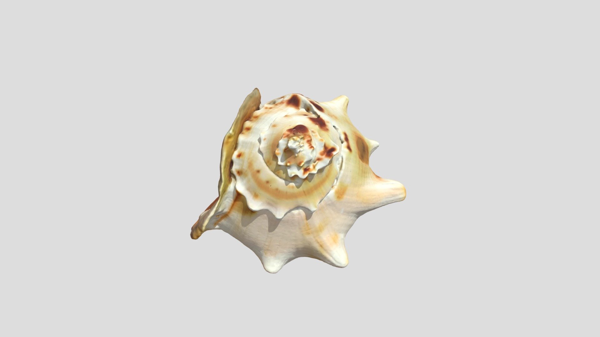 Muszla - Download Free 3D model by Robert (@Rob007) [ee3f873] - Sketchfab