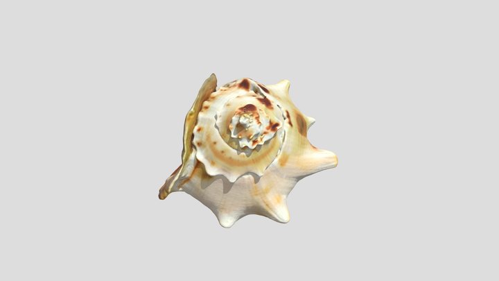 Muszla – Free 3D Model STL