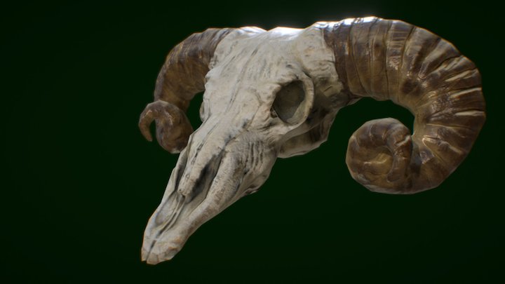 Ram Skull 3D Model