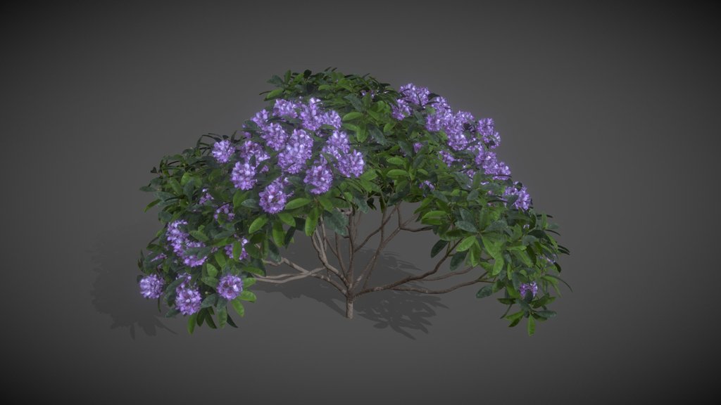 AS17 Rhododendron Ponticum (Common Rhododendron)