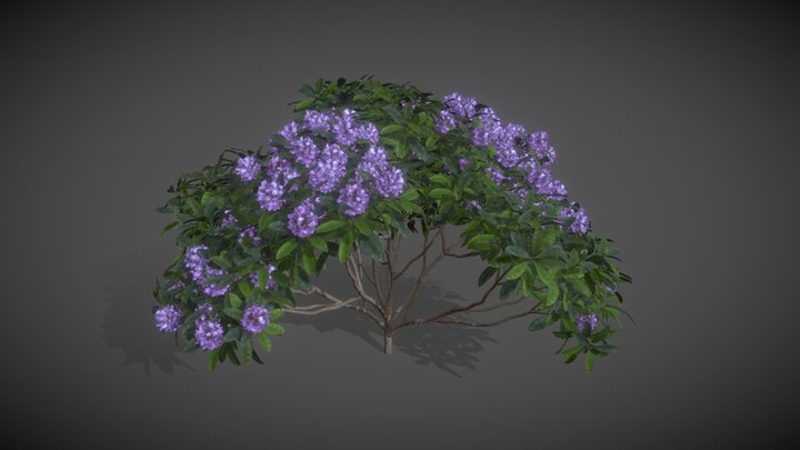 AS17 Rhododendron Ponticum (Common Rhododendron) 3D Model