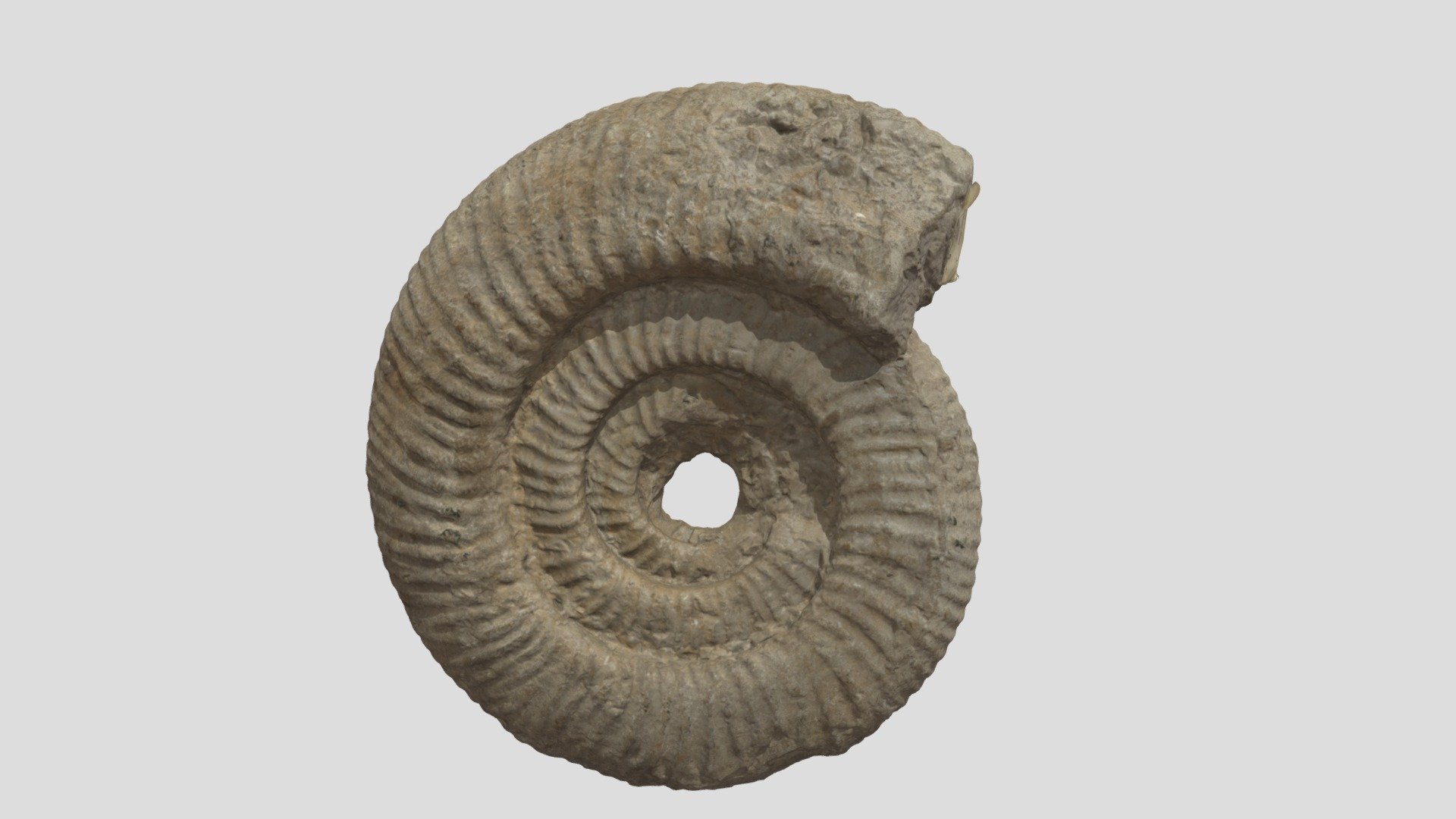 [1430] GSb 387 Titanites Ammonite 950K Obj — Sketchfab embed 3D viewer